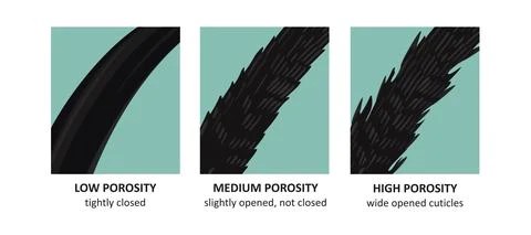 what is high porosity hair